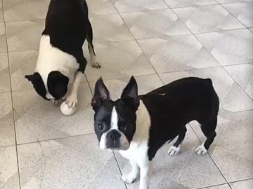 BAHITI Y NAHILA DE TIERRAS DE BREOGAN 