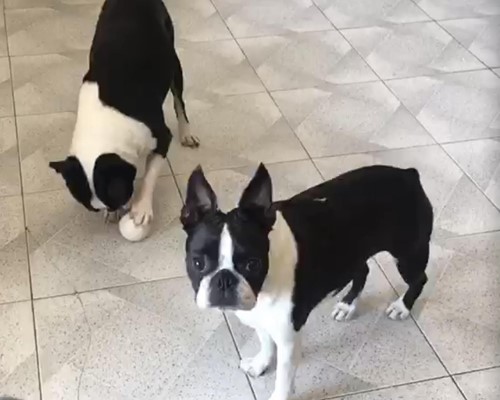BAHITI Y NAHILA DE TIERRAS DE BREOGAN