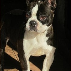 Bimba