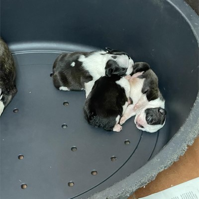 CAMADA DE BOSTON TERRIER