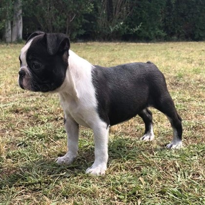 CAMADA DE BOSTON TERRIER