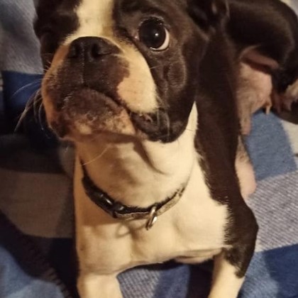 CAMADA DE BOSTON TERRIER