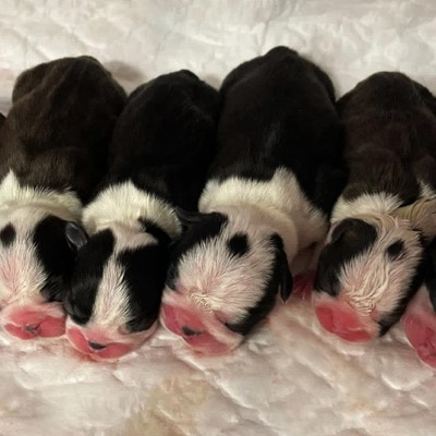 CAMADA DE BOSTON TERRIER 
