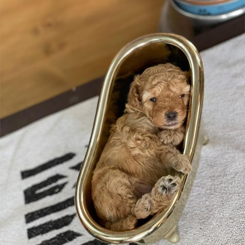 CAMADA DE CANICHE TOY