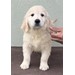 Foto 1 CAMADA DE GOLDEN RETRIEVER