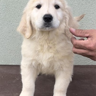 CAMADA DE GOLDEN RETRIEVER