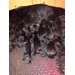 Foto 1 CAMADA DE SCHNAUZER MEDIANO NEGRO