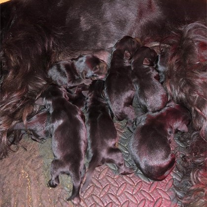 CAMADA DE SCHNAUZER MEDIANO NEGRO