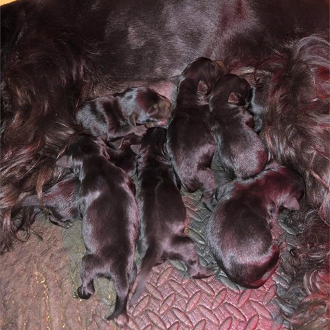 CAMADA DE SCHNAUZER MEDIANO NEGRO