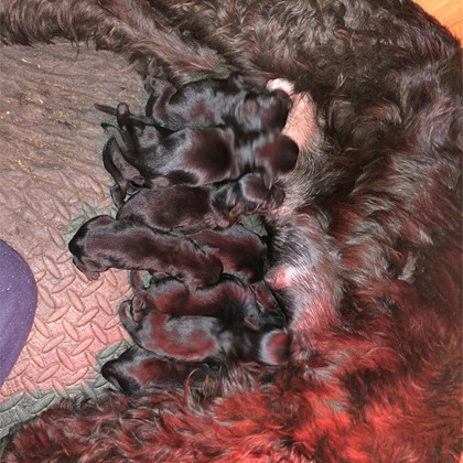 CAMADA DE SCHNAUZER MEDIANO NEGRO