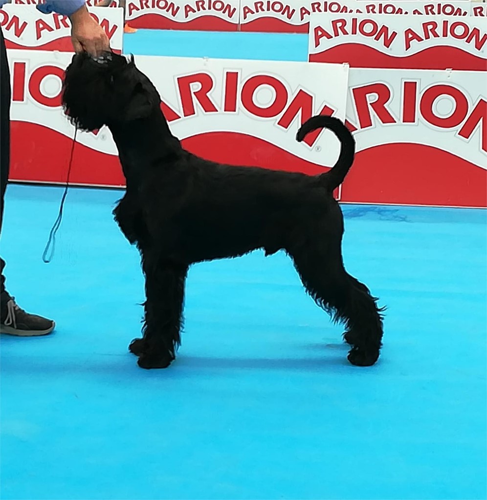 Foto 4 CAMADA DE SCHNAUZER MEDIANO NEGRO