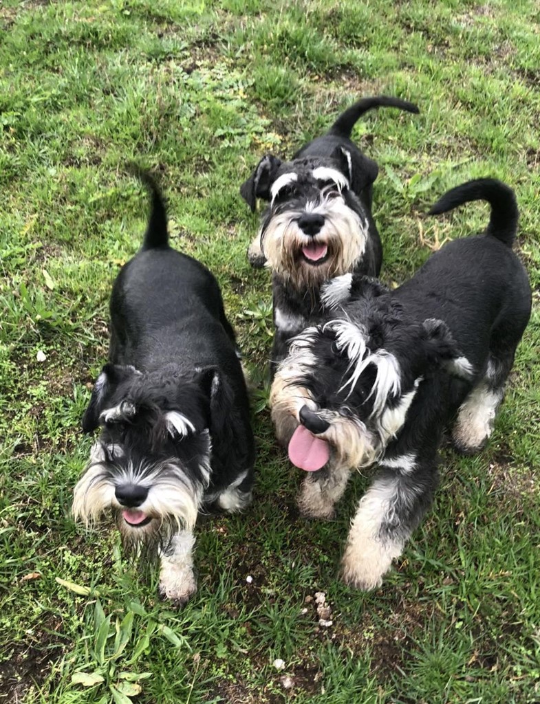 Foto 1 CAMADA DE SCHNAUZER MINIATURA NEGRO Y PLATA