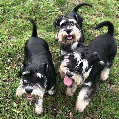 CAMADA DE SCHNAUZER MINIATURA NEGRO Y PLATA