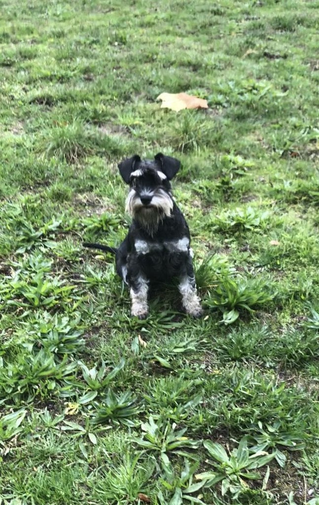 Foto 4 CAMADA DE SCHNAUZER MINIATURA NEGRO Y PLATA