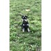 Foto 4 CAMADA DE SCHNAUZER MINIATURA NEGRO Y PLATA