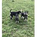 Foto 5 CAMADA DE SCHNAUZER MINIATURA NEGRO Y PLATA