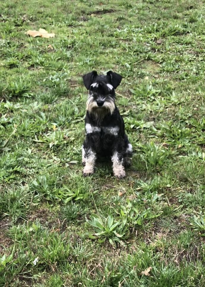 Foto 6 CAMADA DE SCHNAUZER MINIATURA NEGRO Y PLATA