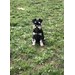 Foto 6 CAMADA DE SCHNAUZER MINIATURA NEGRO Y PLATA