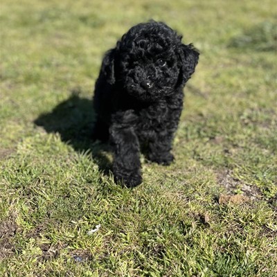 CANICHE TOY
