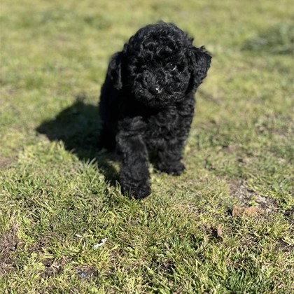 CANICHE TOY