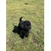 Foto 2 CANICHE TOY