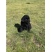 Foto 3 CANICHE TOY