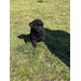 Foto 4 CANICHE TOY