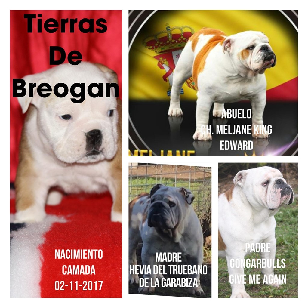 Foto 1 FANTASTICA CAMADA DE BULLDOG INGLES