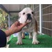 Foto 2 FANTASTICA CAMADA DE BULLDOG INGLES