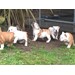 Foto 3 FANTASTICA CAMADA DE BULLDOG INGLES
