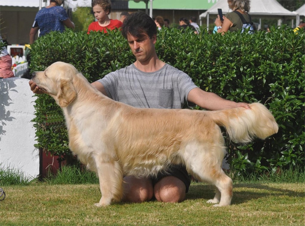 Foto 1 FANTASTICA CAMADA DE GOLDEN RETRIEVER