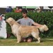 Foto 1 FANTASTICA CAMADA DE GOLDEN RETRIEVER