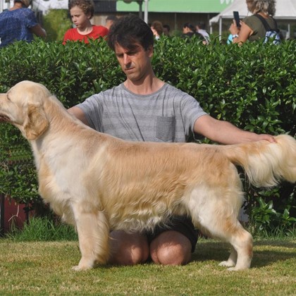 FANTASTICA CAMADA DE GOLDEN RETRIEVER