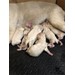 Foto 2 FANTASTICA CAMADA DE GOLDEN RETRIEVER