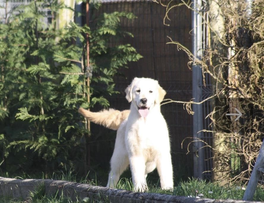 Foto 3 FANTASTICA CAMADA DE GOLDEN RETRIEVER