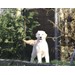 Foto 3 FANTASTICA CAMADA DE GOLDEN RETRIEVER