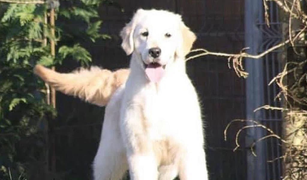 Tierras de Breogán - Golden Retriever