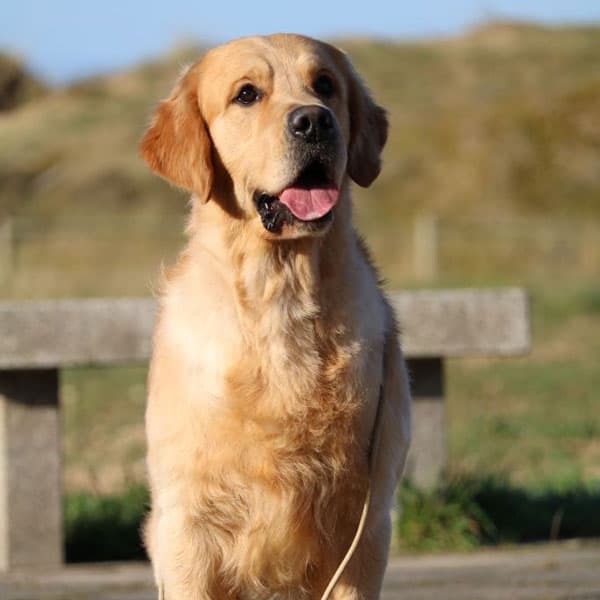 Información básica del Golden Retriever