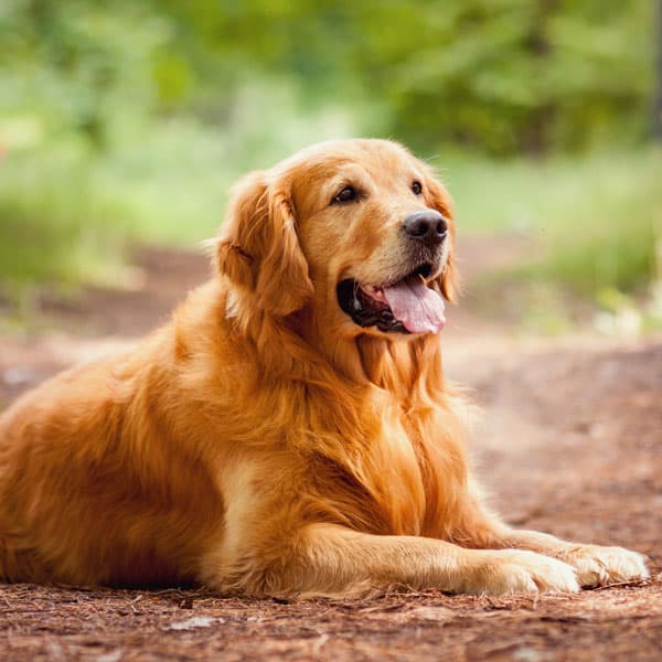 Golden Retriever - Tierras de Breogán