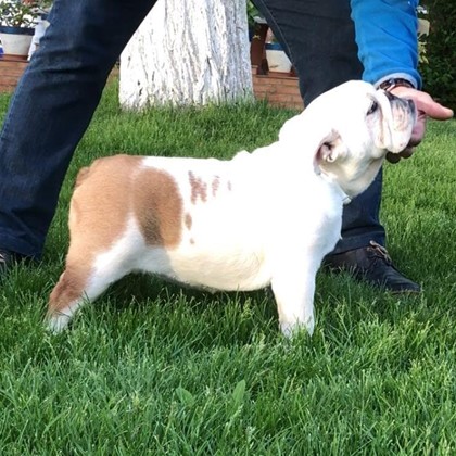 MAGNIFICA CAMADA DE BULLDOG INGLES