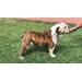 Foto 3 MAGNIFICA CAMADA DE BULLDOG INGLES