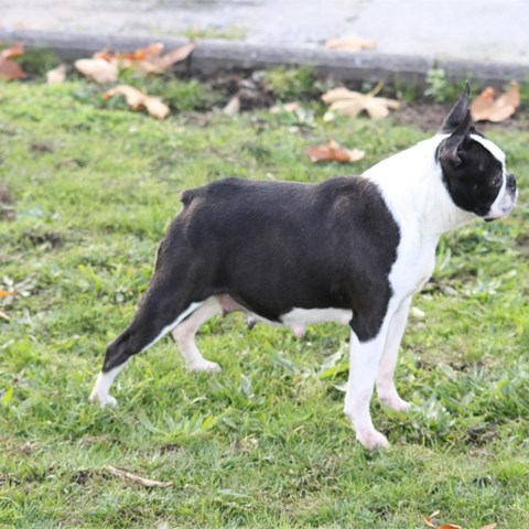 PROXIMA CAMADA BOSTON TERRIER