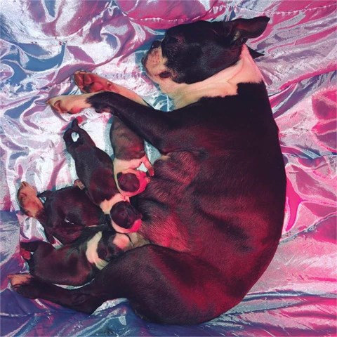 PROXIMA CAMADA BOSTON TERRIER