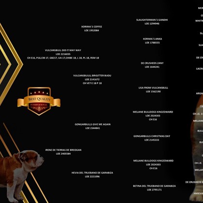 PRÓXIMA CAMADA DE BULLDOG INGLÉS 