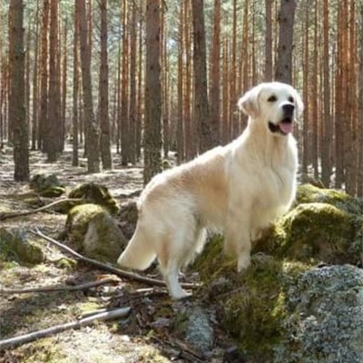 Próxima camada de Golden Retriever 
