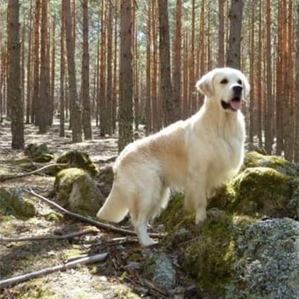 Próxima camada de Golden Retriever 
