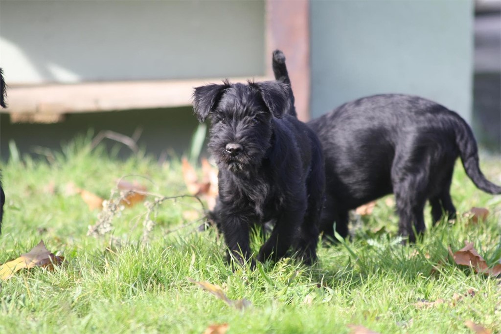 Foto 1 PROXIMA CAMADA DE SCHNAUZER MEDIANO NEGRO