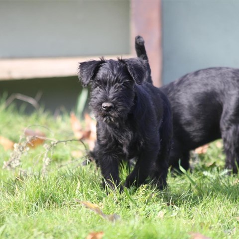 PROXIMA CAMADA DE SCHNAUZER MEDIANO NEGRO