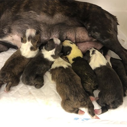 PROXIMAS CAMADAS DE BOSTON TERRIER PARA MARZO DE 2021