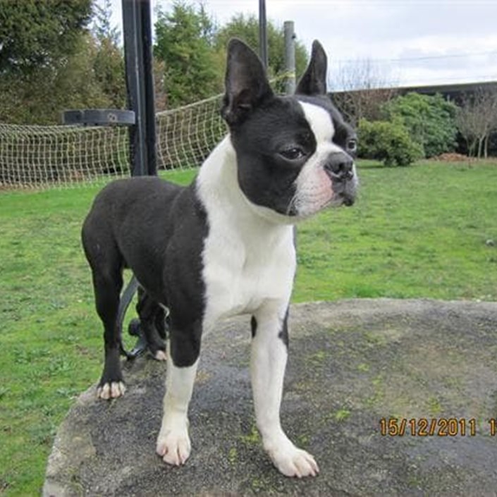 BOSTON TERRIER MACHO STICH DE TIERRAS DE BREOGAN (Los perros de Tierras